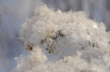 grass covered with hoarfrost and snow can be used for backgrounds, wallpapers and creative