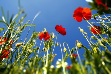 Obraz premium Blumenwiese