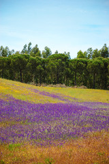 Field covered with blooming wild  violet lavender flowers and  yellow daisy. Forest at background. South of Portugal.