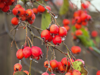 berry of hawthorn on branches, covered with hoarfrost.