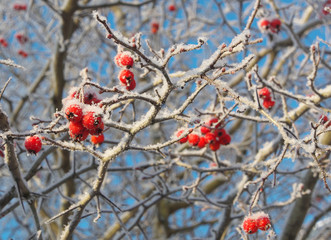 berry of hawthorn on branches, covered with hoarfrost.