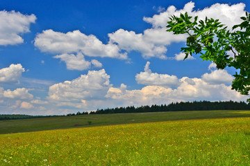 Nature scenery in summer,  grassy meadow, blue sky with white clouds background.