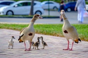 Family Outing
