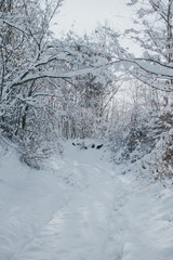 Fototapeta premium snow in the woods