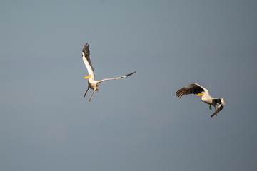 Ak pelikan » Great White Pelican » Pelecanus onocrotalus