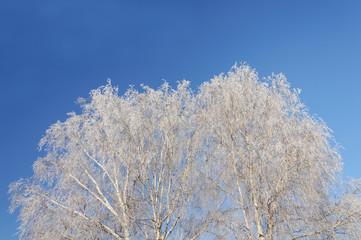 Bare tree covered with hoarfrost