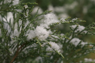 Snow on juniper branches.
