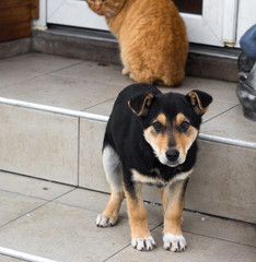 Small puppy dog walking on stairs close up