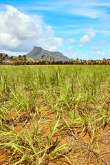 Lion mountain with green sugar cane field foreground on the beautiful tropical paradise island, Mauritius