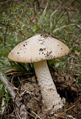 a hidden natural mushroom