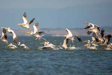 Ak pelikan » Great White Pelican » Pelecanus onocrotalus