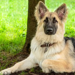 German Shepherd Puppy
