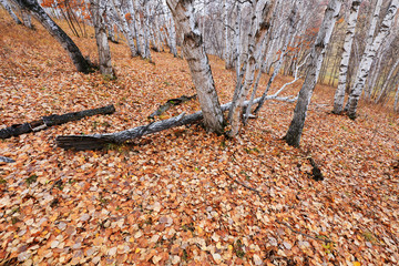 Silver birch in the wild