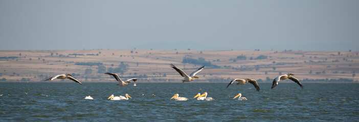 Ak pelikan » Great White Pelican » Pelecanus onocrotalus