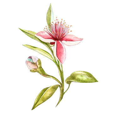 Watercolor illustration feijoa plant. Hand drawn watercolor painting on white background. Watercolor background with feijoa fruit, leaves and feijoa slice.
