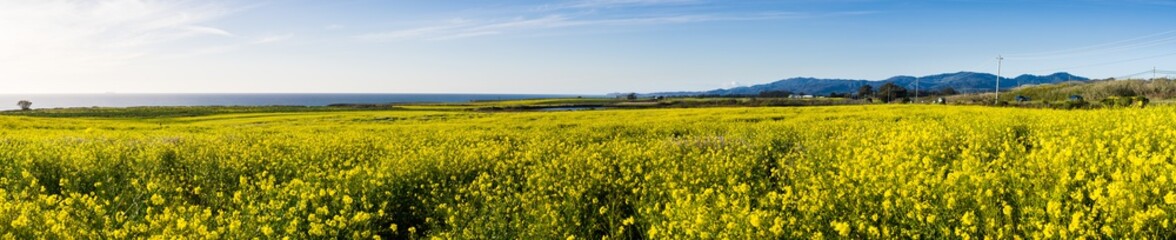 Panoramic view of fields of wild mustard on the Pacific Ocean coastline close to Half Moon Bay, California