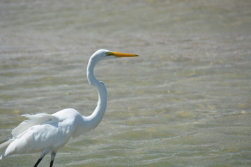 Fototapeta premium Great Heron on the Beach