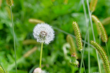 Blowball on green juicy grass in blurred background. Bright green grass and dandelion in spring.