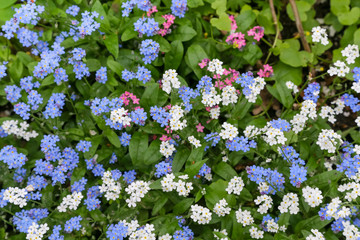 Fototapeta premium Spring flowers in a garden. Myosotis, also known as forget-me-not