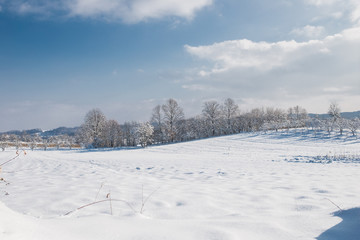 woods in the winter