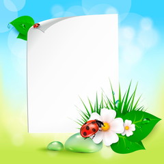 grass, flowers, dew drops, ladybug © kaidash