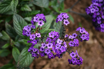 Obraz premium Flowers at Killerton