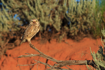 Burrowing owl perching on a stick nearby his desert burrow