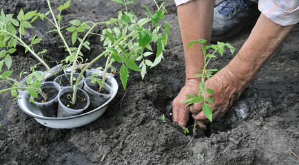gardener's hands  holding a tomato seedling before the planting in the vegetable garden