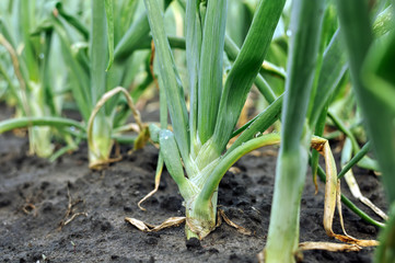 
close-up of growing  onion plantation in the vegetable garden