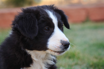 Adorable Border Collie Puppy