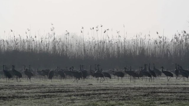 Common Crane colony in hula valey
