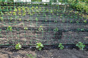 Using a wallpaper grid and drip irrigation for growing cucumbers