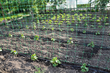 Using a wallpaper grid and drip irrigation for growing cucumbers