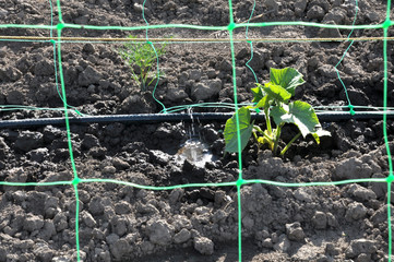 Using a wallpaper grid and drip irrigation for growing cucumbers
