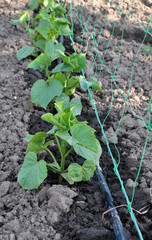 Using a wallpaper grid and drip irrigation for growing cucumbers