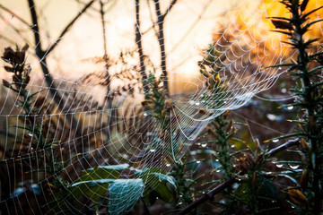 Tela de araña