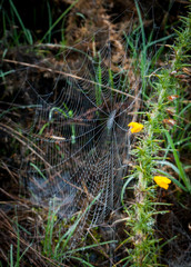 Tela de araña