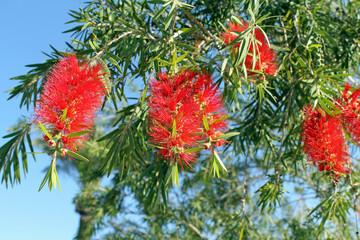 Karminroter Zylinderputzer, Callistemon citrinus