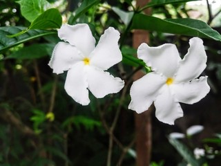 White flowers