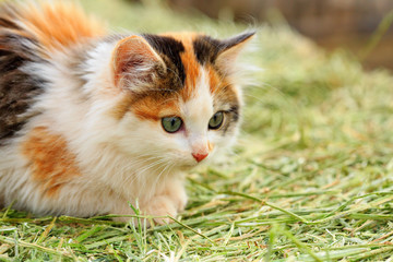 Calico Kitten on a Hay Bale
