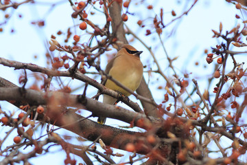 Cedar Waxwing prepares to eat red berries in a winter tree