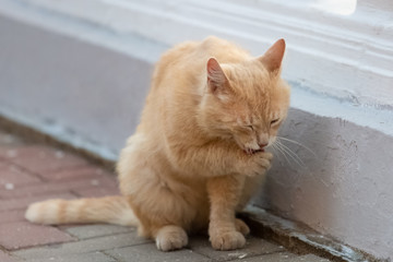 Pretty Ginger Or Red Cat Licks Paw Close-Up. Cute Cat Or A Stray Pet On Street.