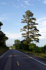 Lonely Road and large pine
