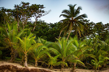 Tropical sunset at the beach with palms