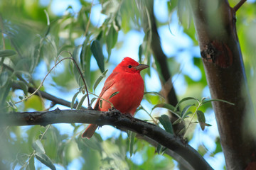Summer Tanager in a tree in northern Arizona