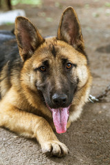 German Shepherd, young East European Shepherd, German Shepherd on the grass, a dog in the park attentively looks into  camera. Portrait of young dog with an attentive gaze watching camera