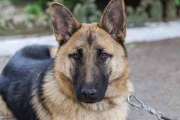German Shepherd, young East European Shepherd, German Shepherd on the grass, a dog in the park attentively looks into  camera. Portrait of young dog with an attentive gaze watching camera
