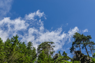 Fototapeta premium gruene baeume mit himmel