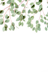 Border frame made of branches eucalyptus isolated on white background. lay flat, top view