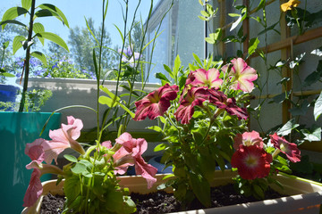 Fototapeta na wymiar Cute garden with blooming petunias on the balcony. Colorful flowers on sunlight.